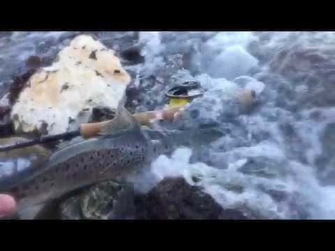 Grøn Vinter: Her er Havørreden