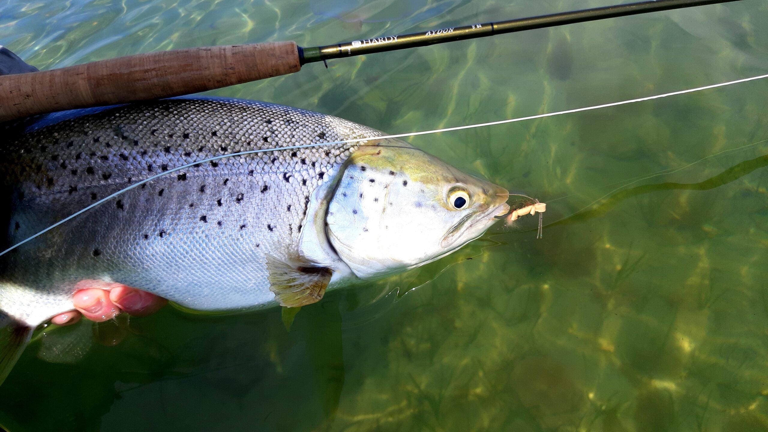 Din Næste Kystfluestang Skal være en Klasse 4