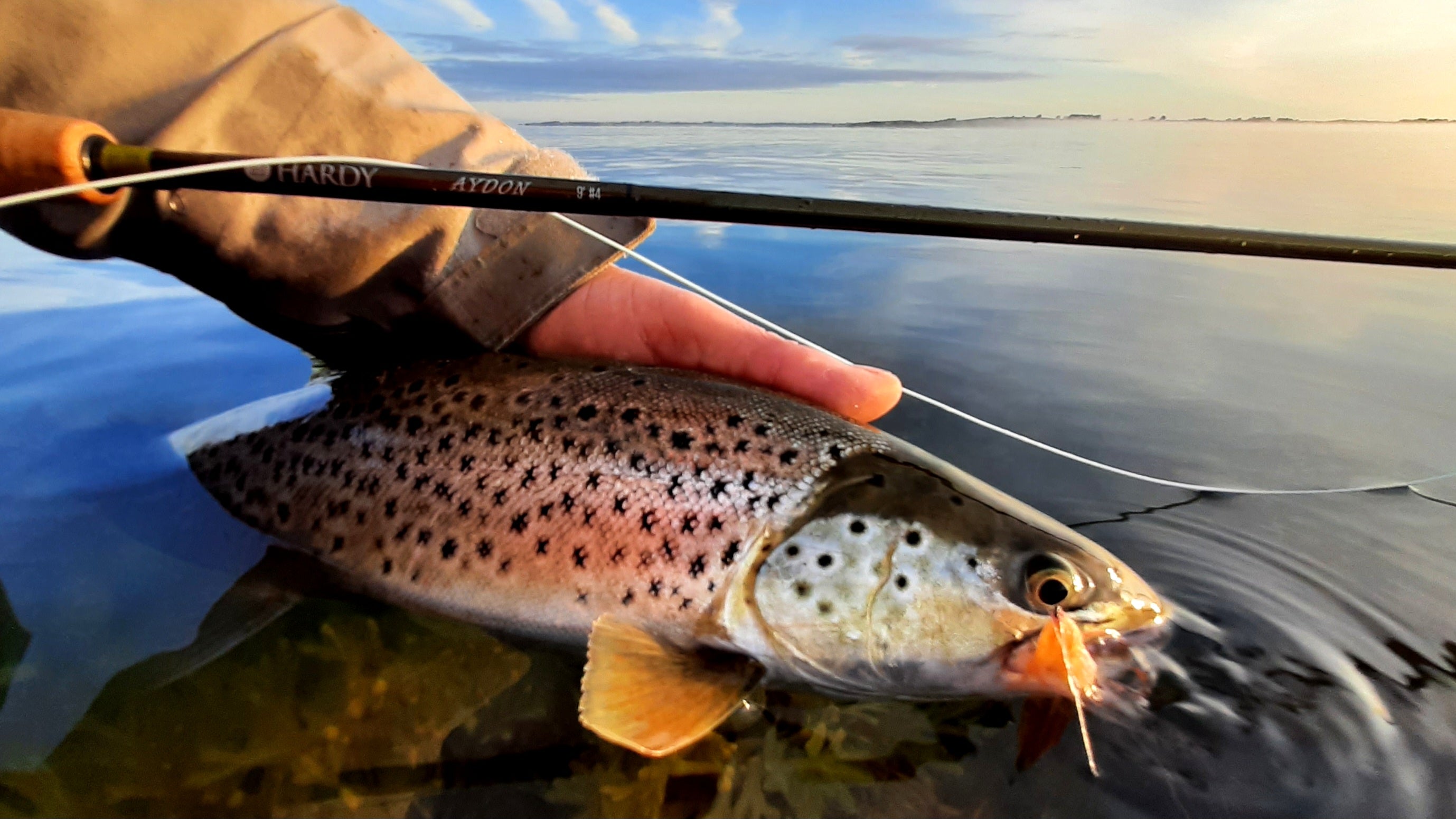 Afhængig af Pattegrisen