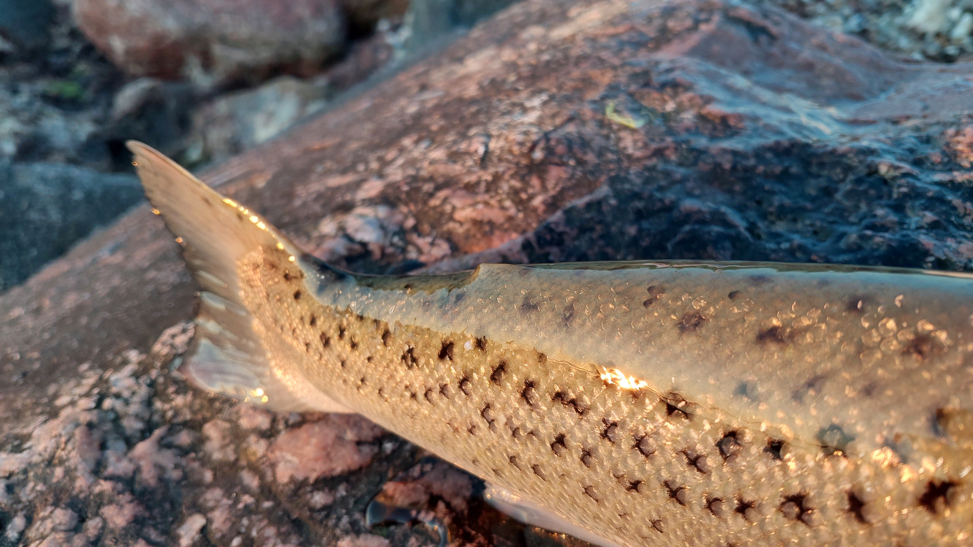 De vigtige havørred finneklip