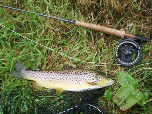 Jens Staals 10 Hotteste Nymfe- og Tørfluetips