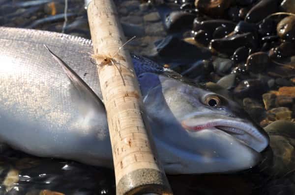 Fyggi - en klassiker til kysten.