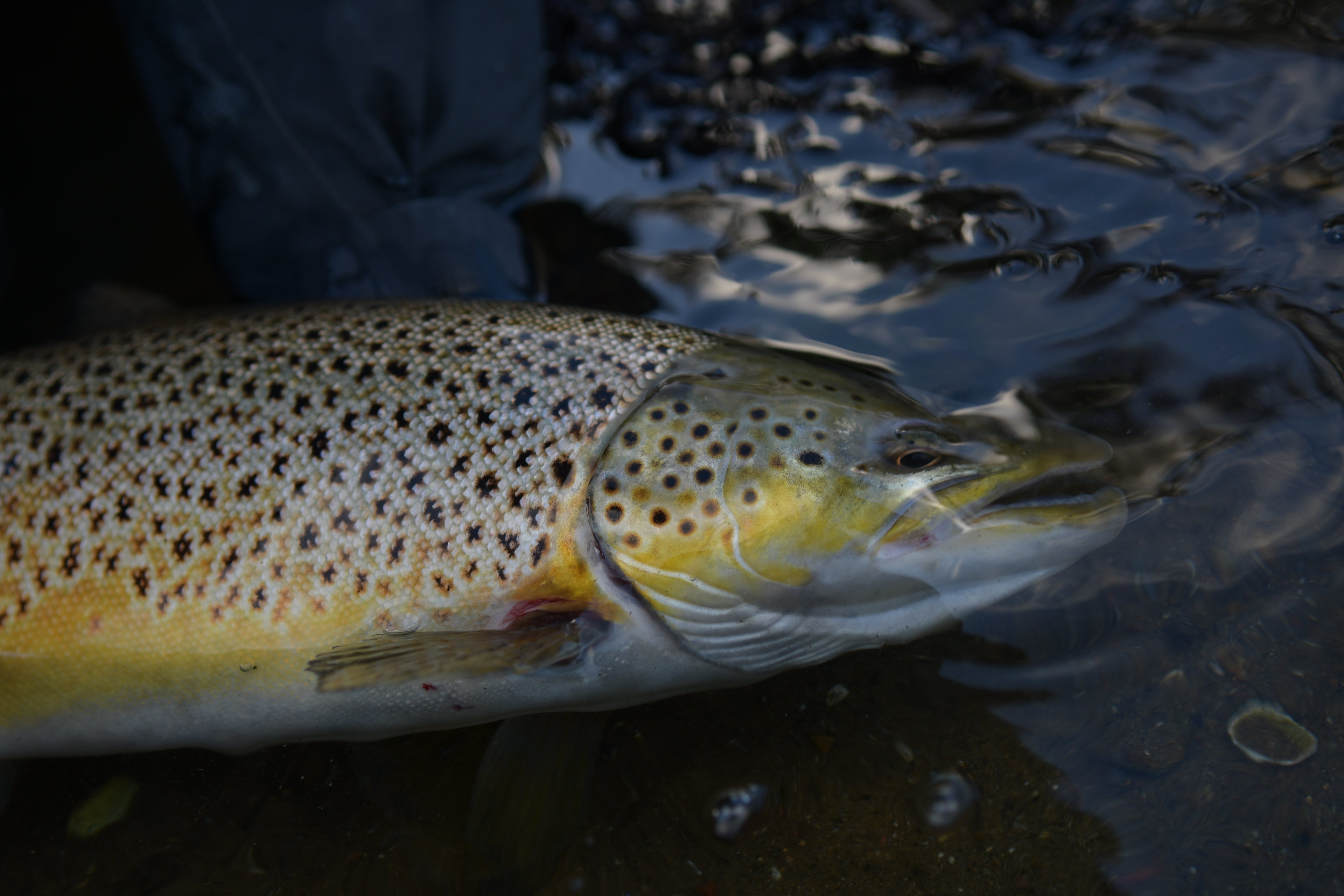 Fiskeri med Flue i Efterårsfjorden