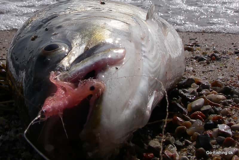 UV-Fluer: Hot eller Not?