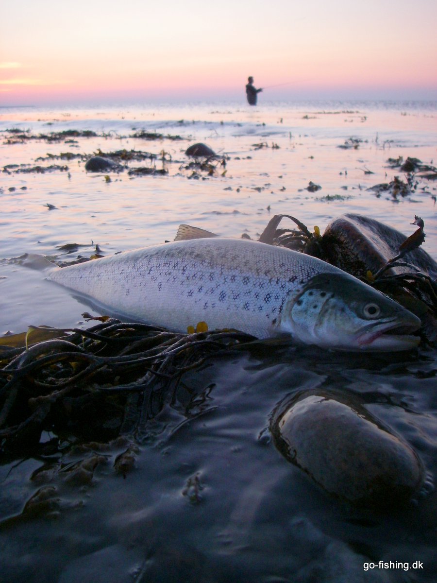 Tips til den Rette Kyststrategi