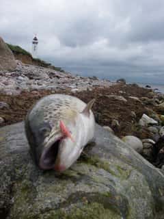 Pattegrisen: Den Perfekte Rejeflue