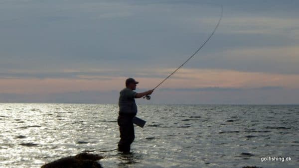 Kystens Havørredpladser Året Rundt