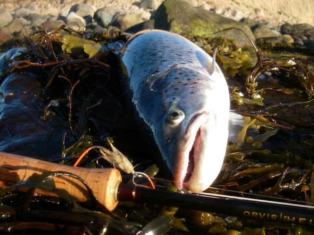 Vælg den Rette Fluekrog