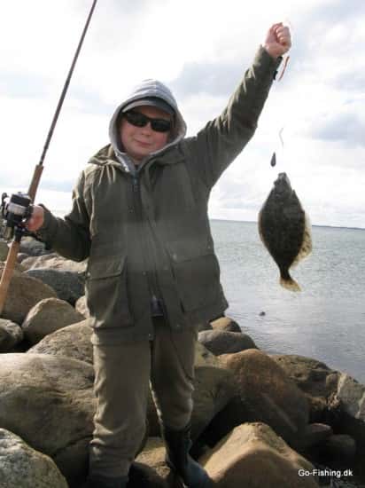 Efterår er Fladfisketid