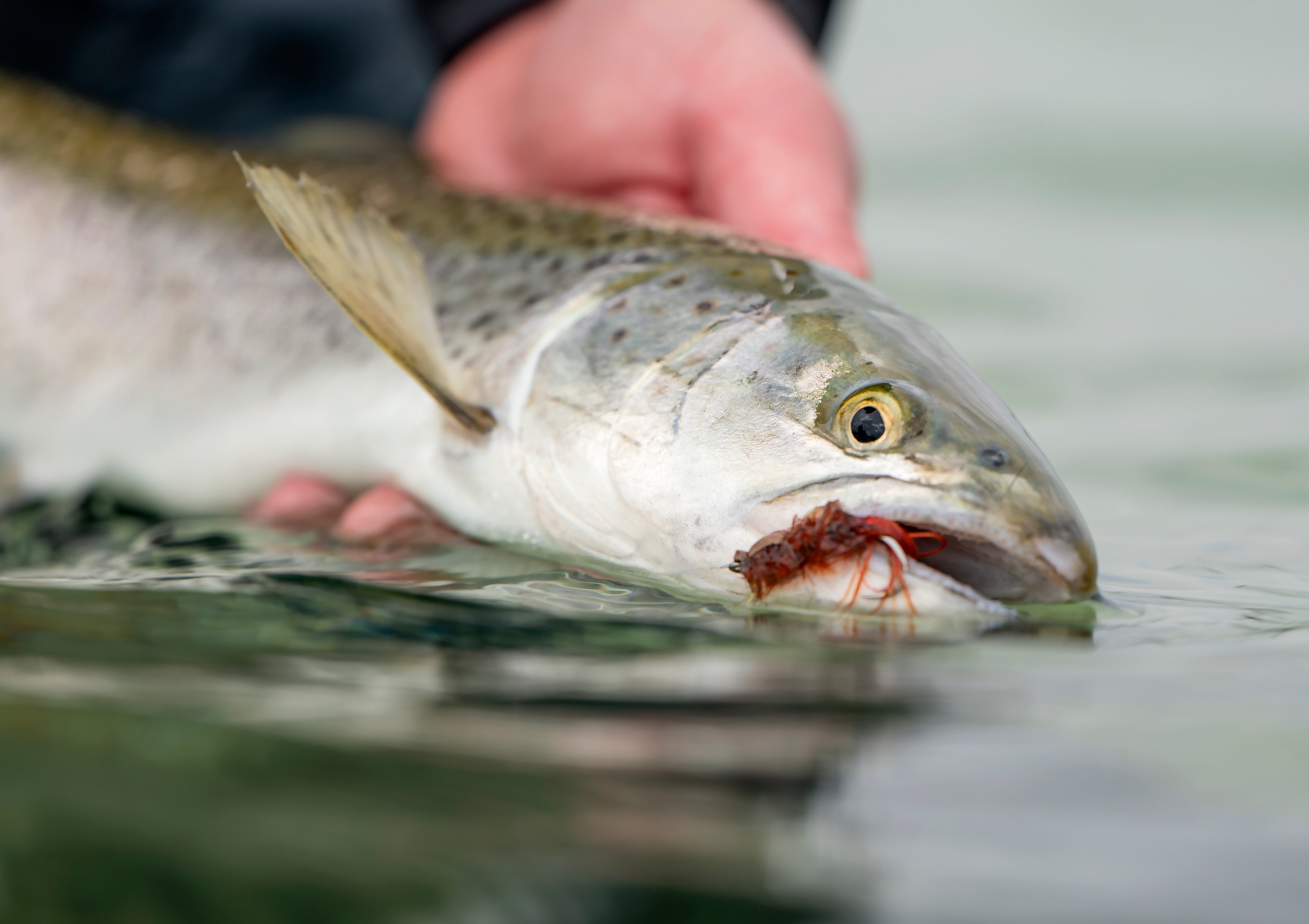 SloMo Worm - Børsteorms flue til havørred
