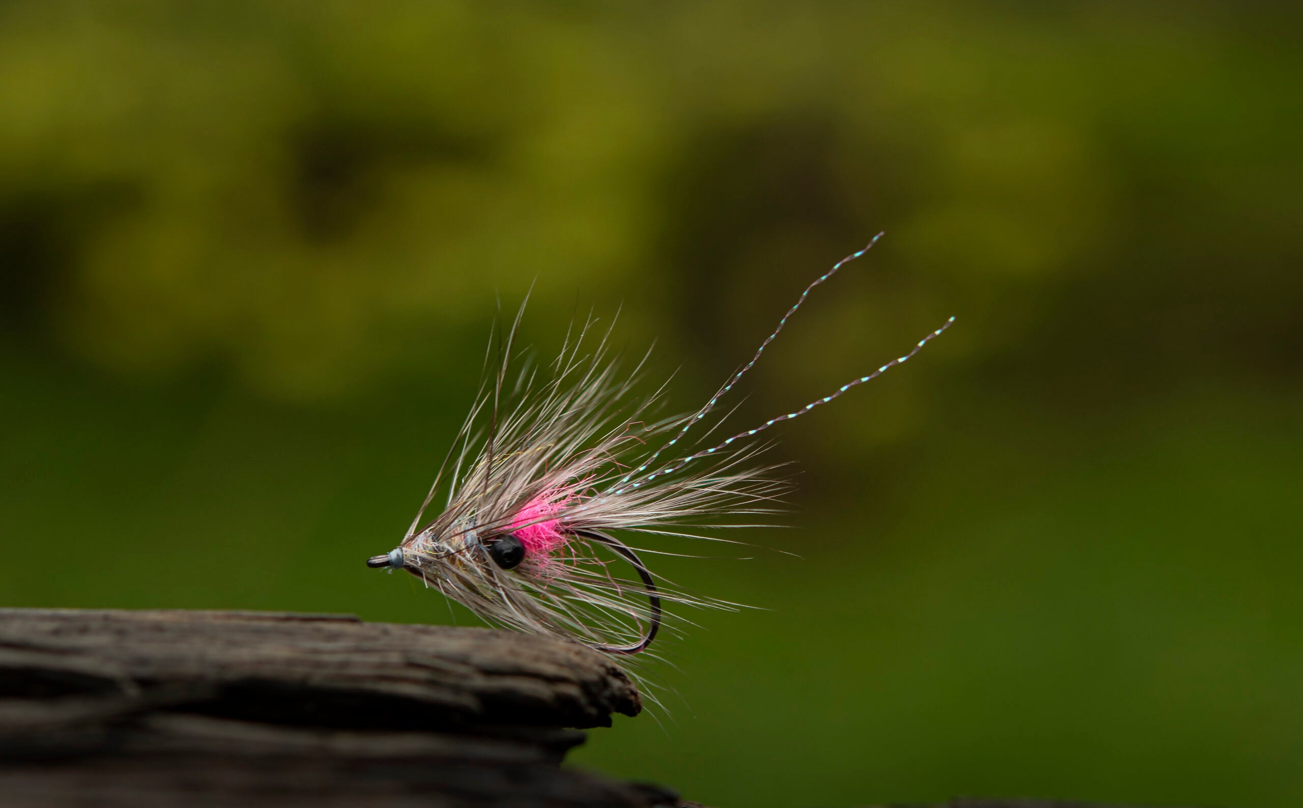 Vaskebjørnen: The Winter Racoon