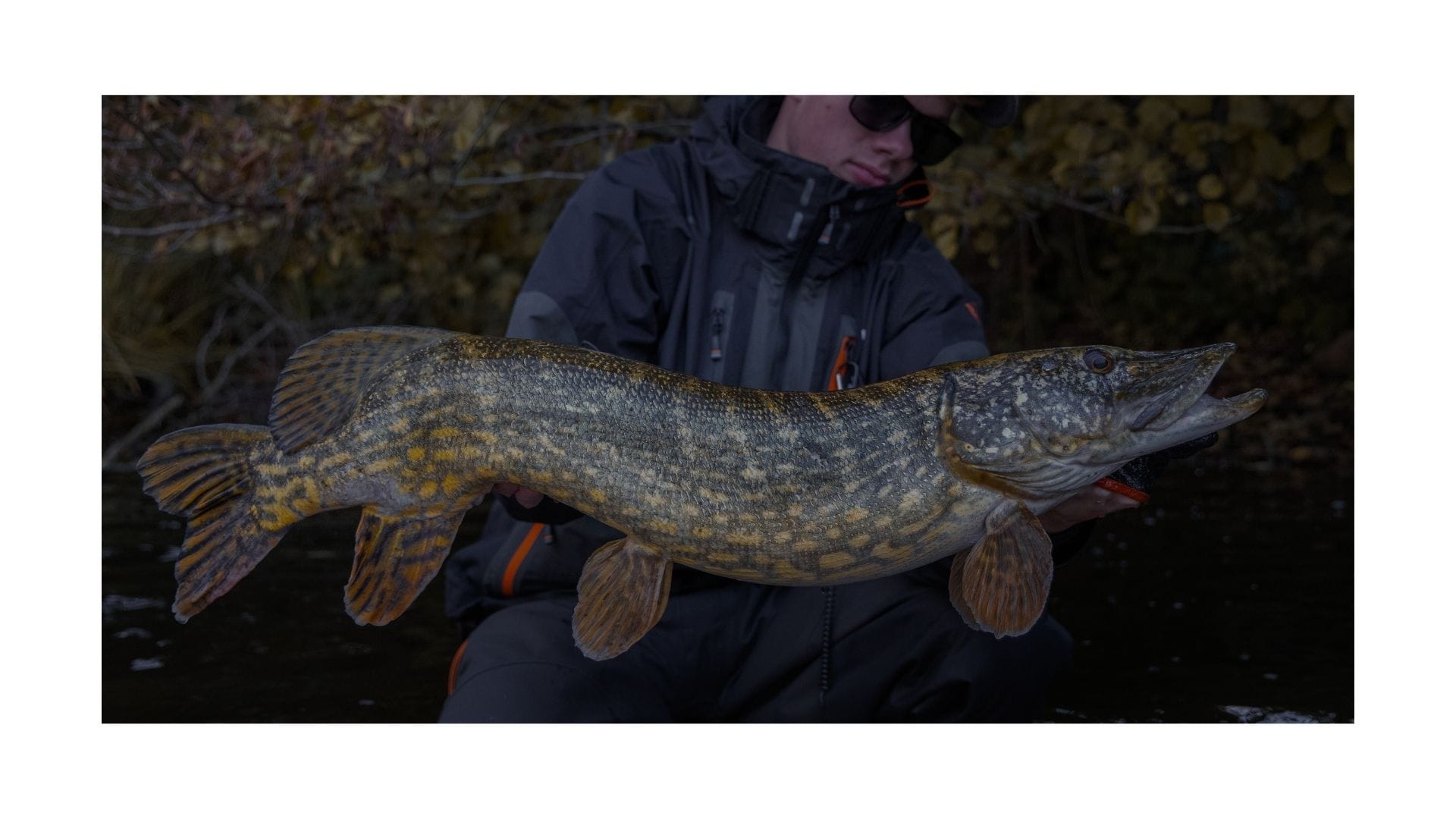 Predatorfiskeri med Savage Gear i Davinde Sø 15. Oktober 2025