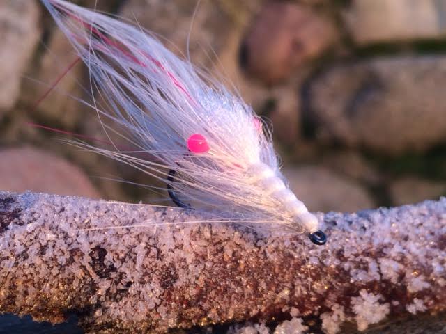 Bindevideo: Albino Pattegrisen