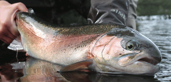 Pro UV Loppen: Fluen til Regnbueørreder