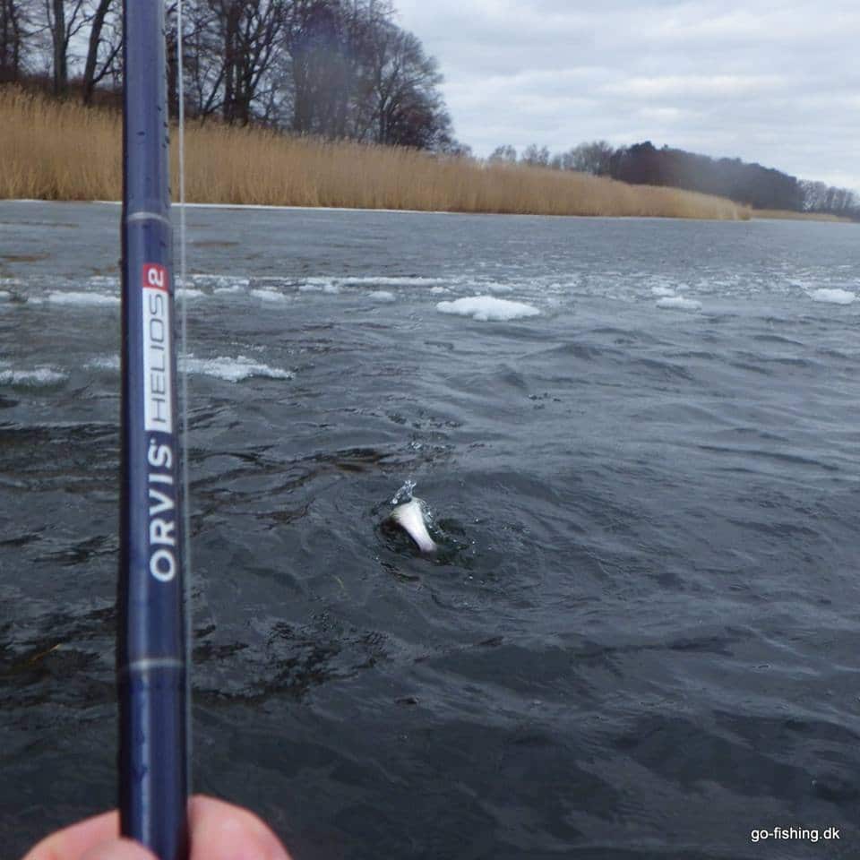 De Frysende Grønlændere