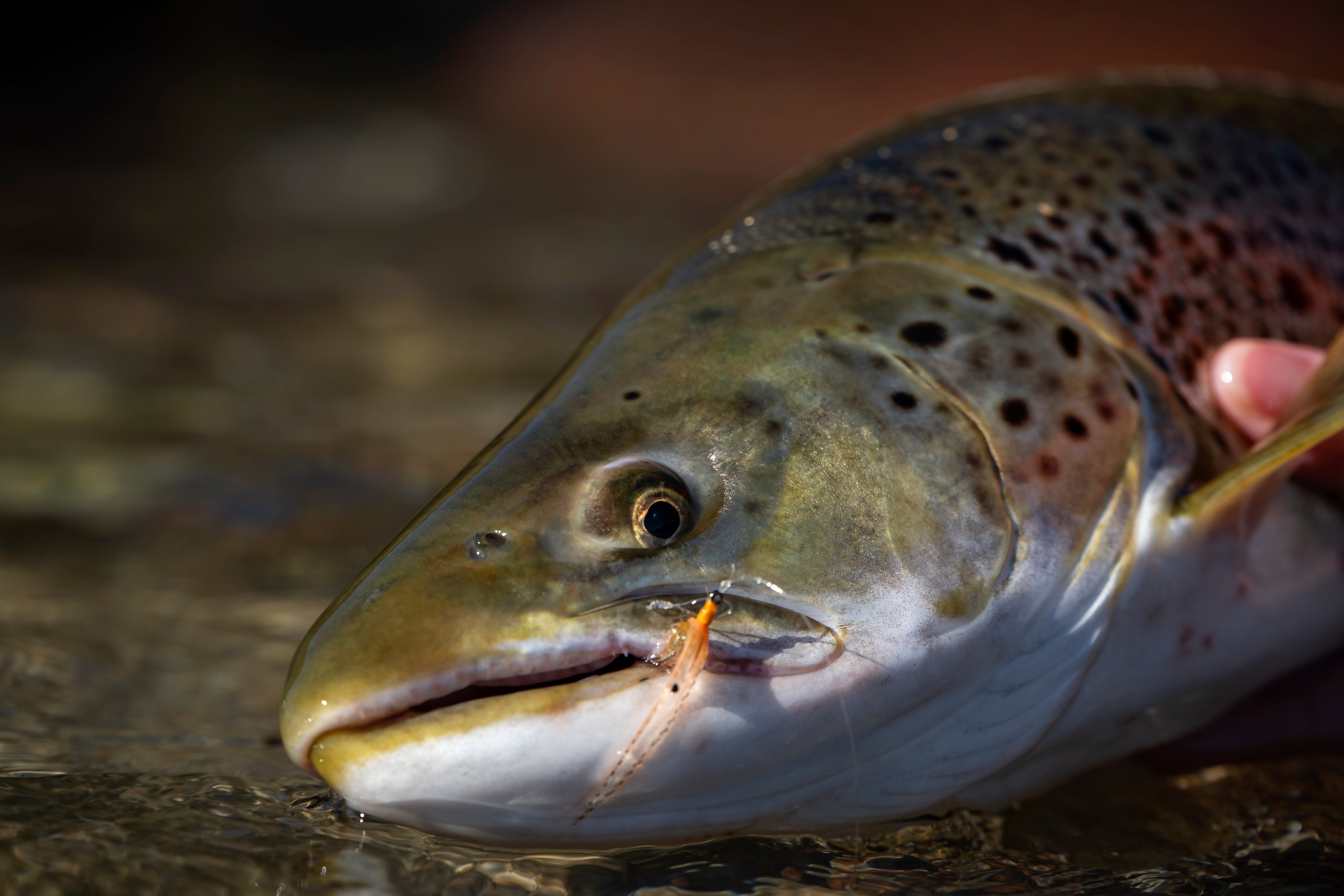 Seatrout Open tilbud – kun denne weekend