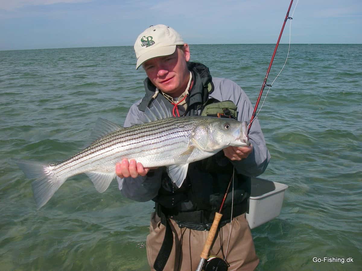 Tropic Baitfish