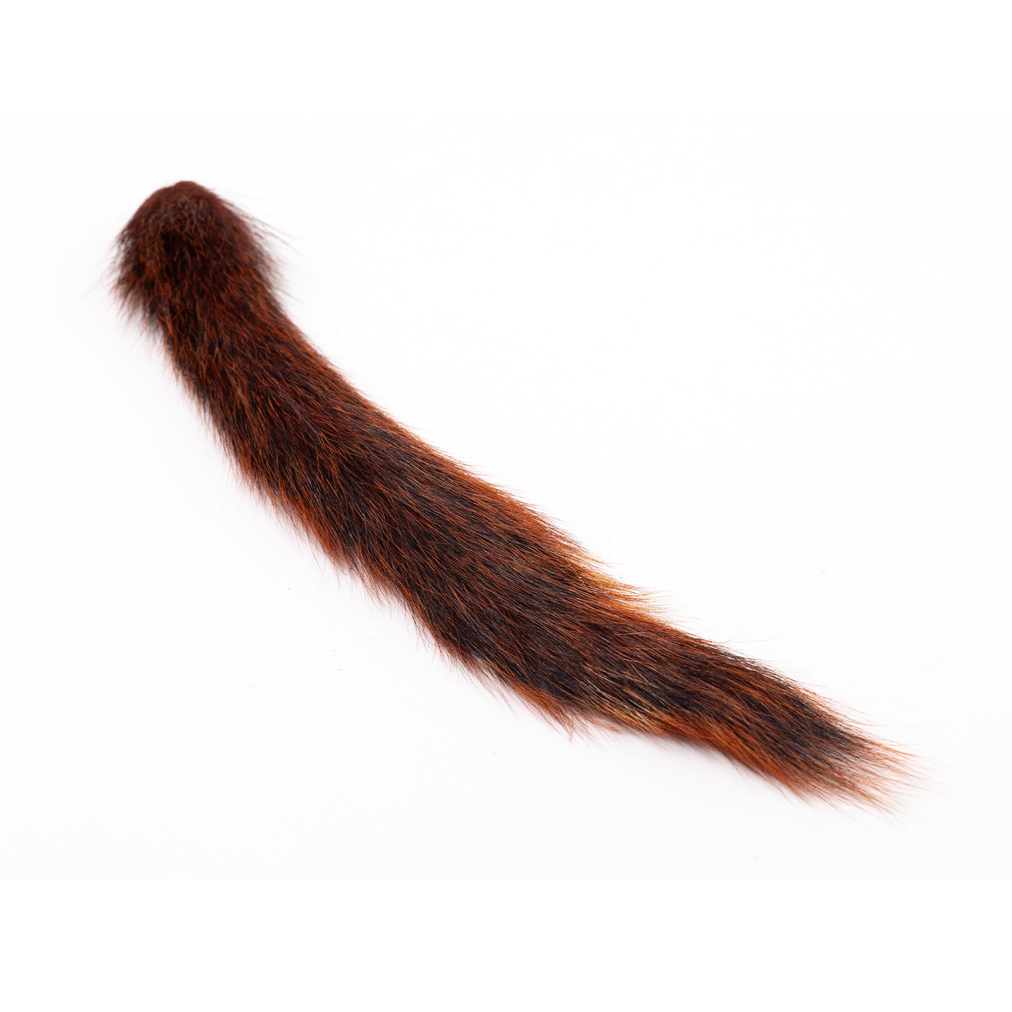 Squirrel Tail - Egernhaler
