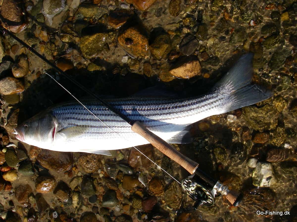 Surf Candy Tobisflue