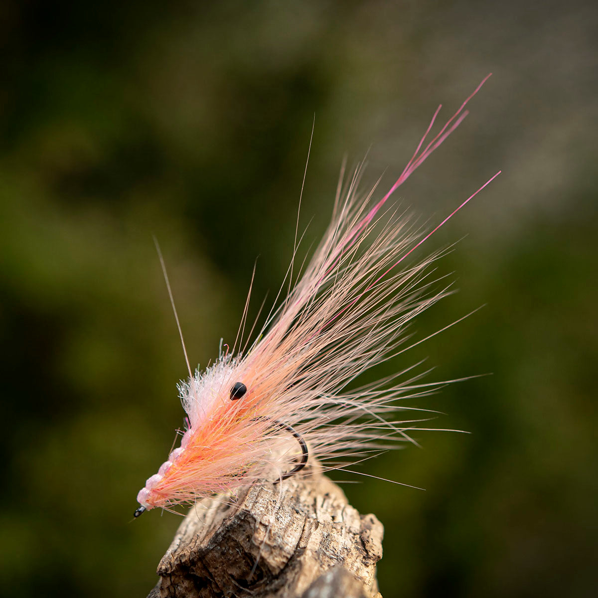 Pattegrisen Salmon - Limited Edition!