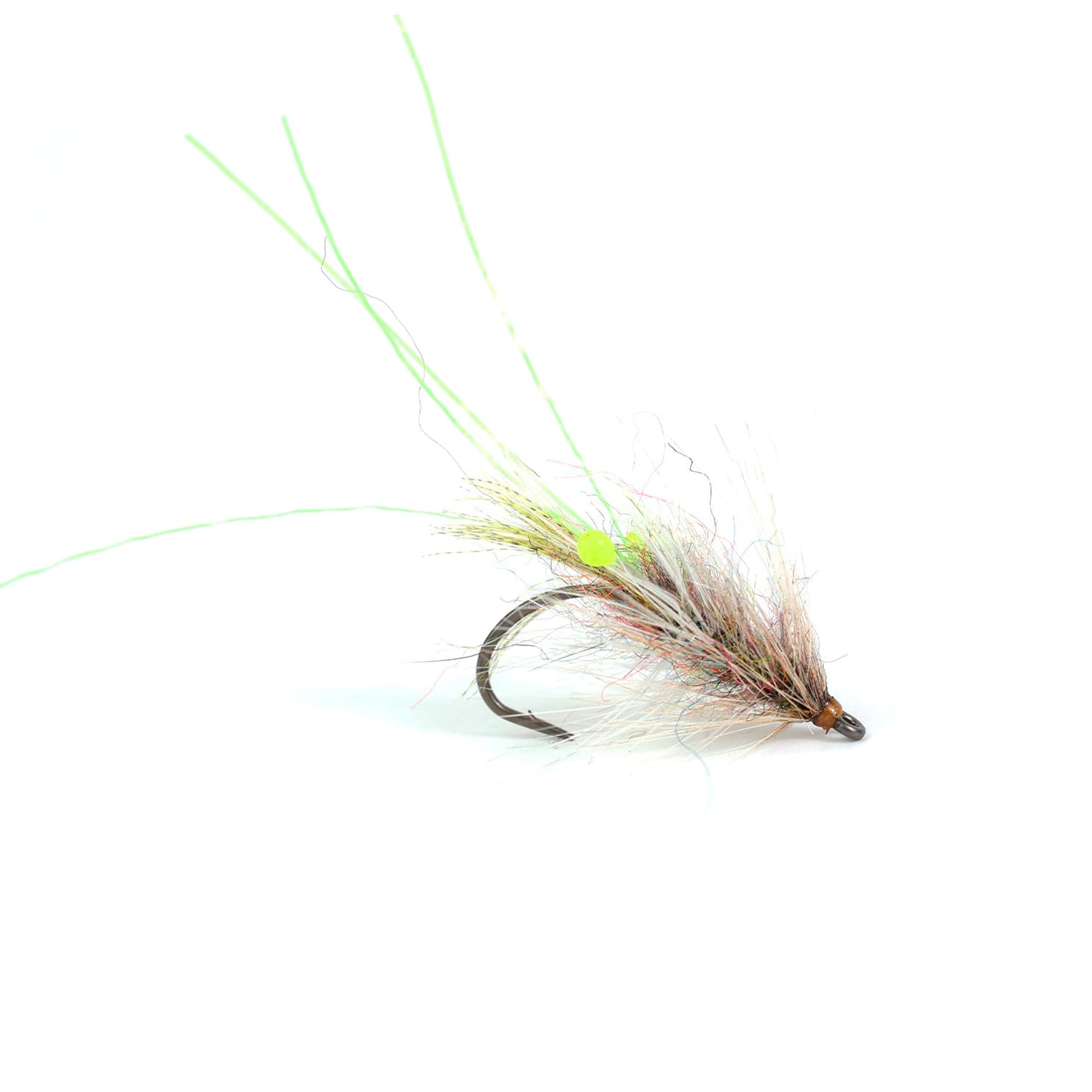 Rainbow Shrimp
