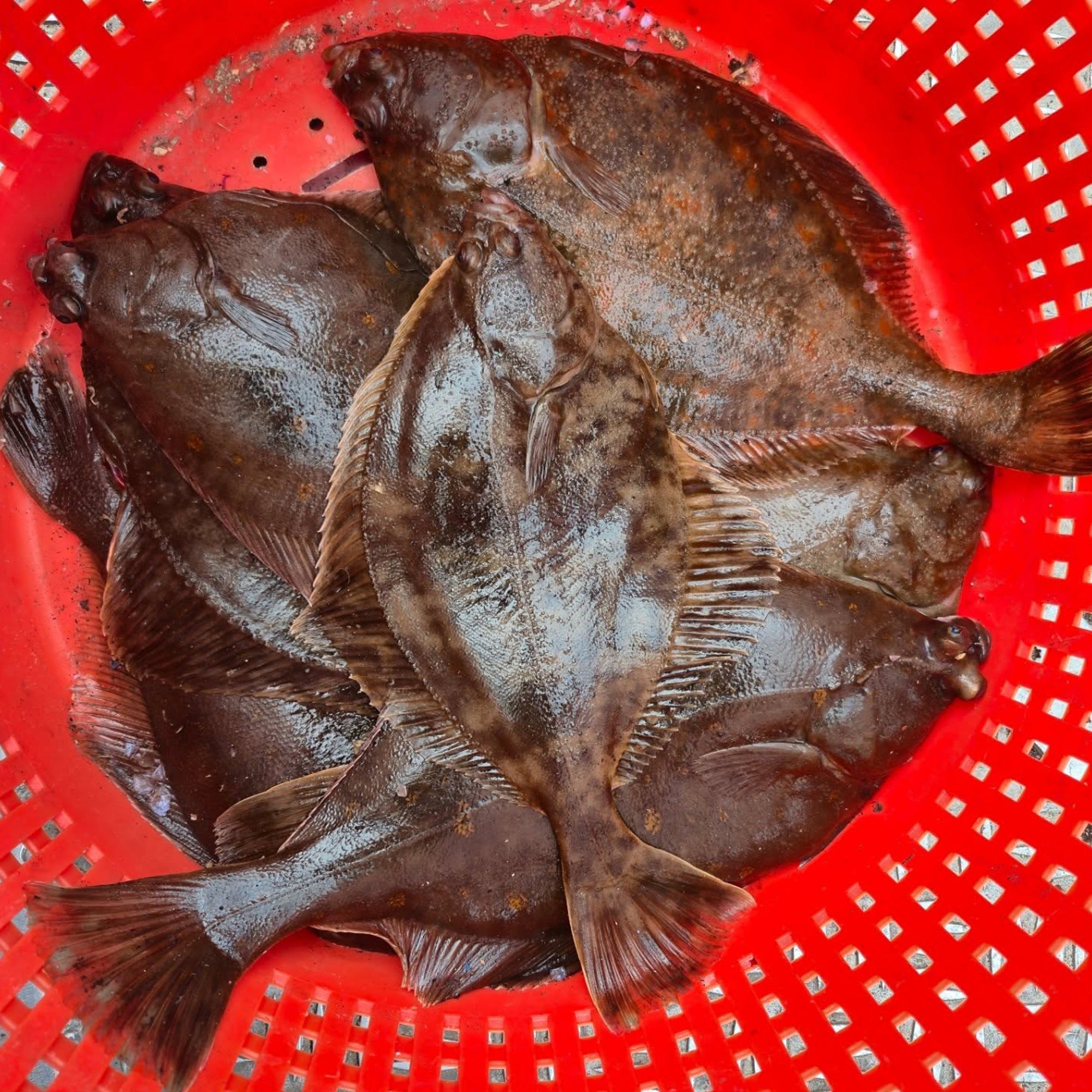 Fladfisketur i efterårsferien for børn og voksne