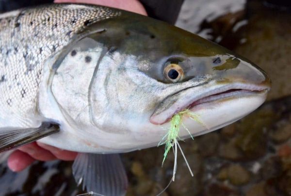 Bind Fluer Med Go Fishing - Fluebinding