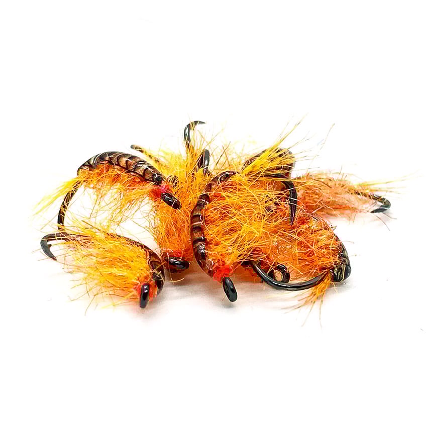 Ns172 - Curved Gammarus