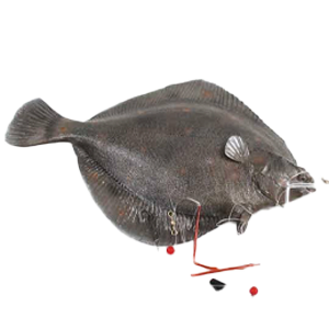 Molefiskeri
