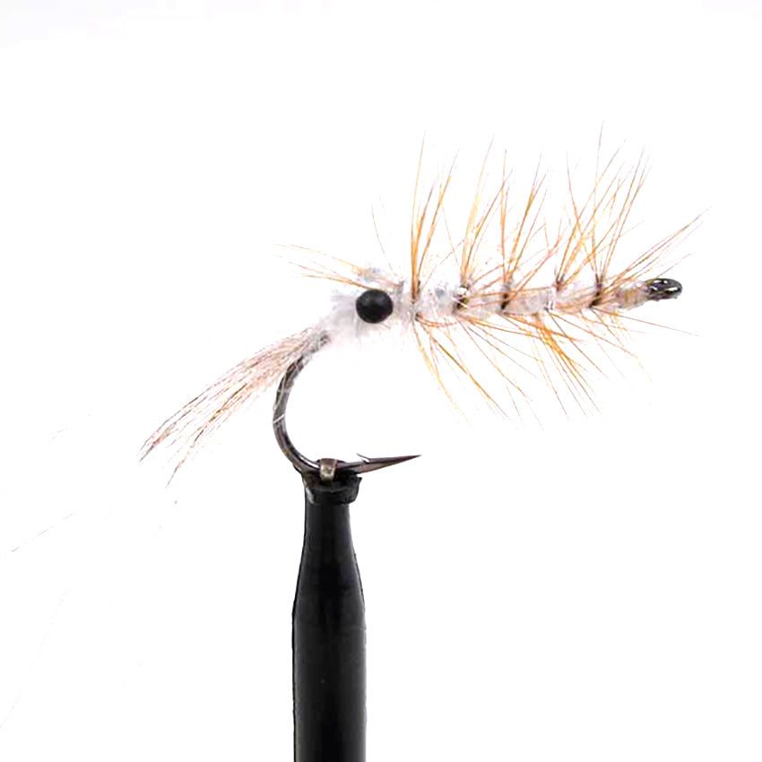 Final Shrimp