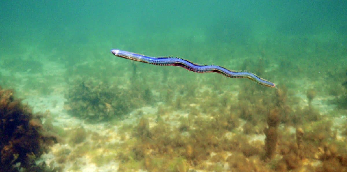 Friske børsteorm og sandorm til fladfisk fiskeri på Fyn fra GoFishing Odense