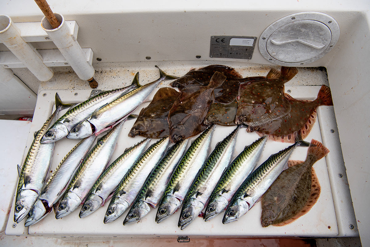 Fisketur fra Spodsbjerg efter Fladfisk og Makrel