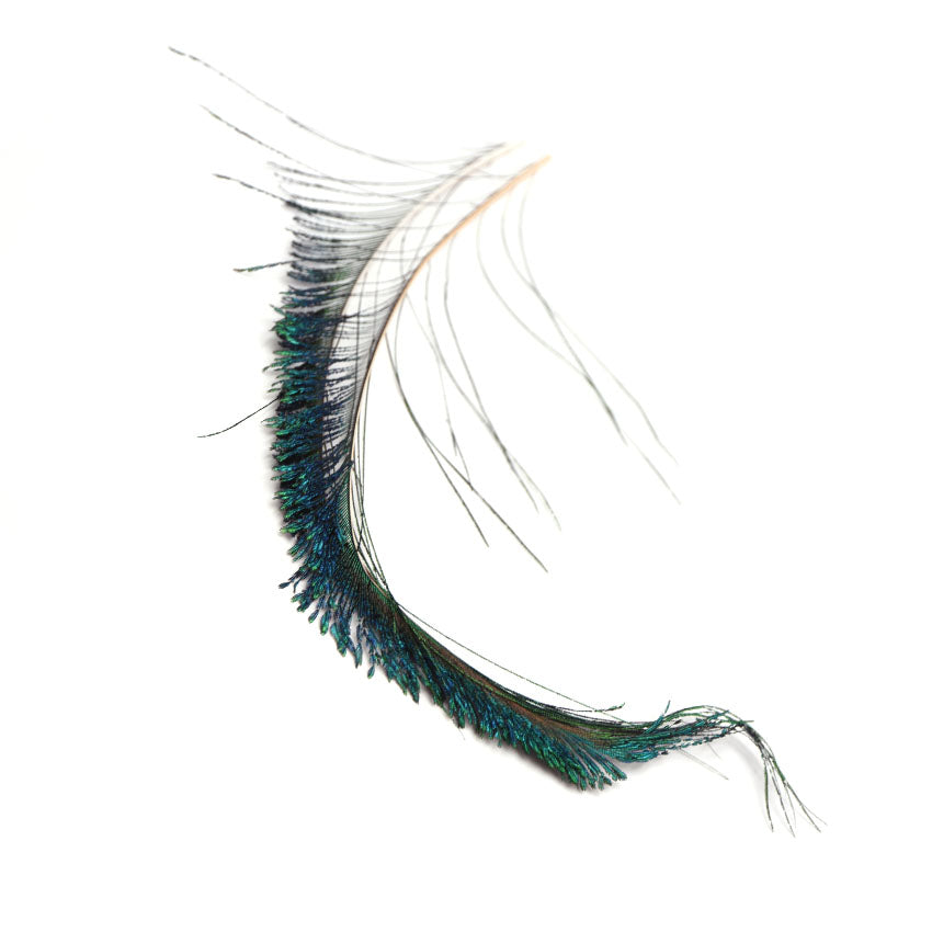 Påfuglesværd - Peacock Sword Tails