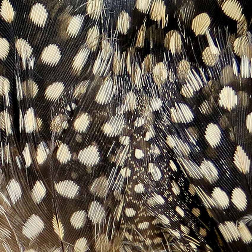 Strung Guinea Feathers - Perlehøne Hackler